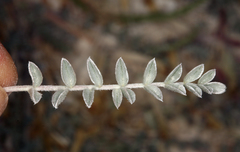 Astragalus argophyllus argophyllus