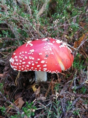 Amanita muscaria