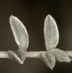 Astragalus argophyllus argophyllus