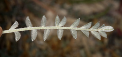 Astragalus argophyllus argophyllus