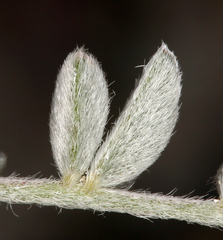 Astragalus argophyllus argophyllus