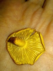 Hypholoma radicosum