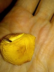 Hypholoma radicosum