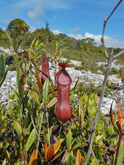 Nepenthes tobaica