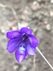 Conanthera trimaculata