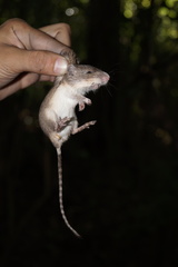 Heteromys irroratus