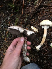 Agaricus abruptibulbus