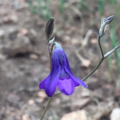 Conanthera trimaculata