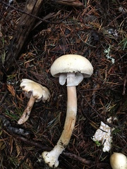 Agaricus abruptibulbus