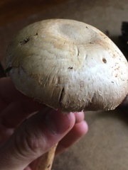 Agaricus abruptibulbus