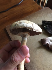 Agaricus abruptibulbus