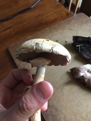 Agaricus abruptibulbus