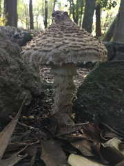 Saproamanita