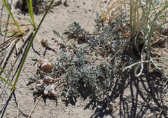 Astragalus argophyllus argophyllus