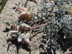 Astragalus argophyllus argophyllus
