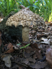 Saproamanita