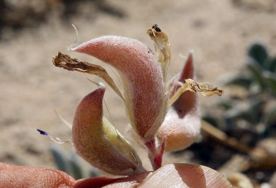 Astragalus argophyllus var. argophyllus
