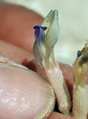 Astragalus argophyllus argophyllus