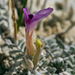 Astragalus argophyllus - Photo (c) Steve Matson, algunos derechos reservados (CC BY-NC), uploaded by Steve Matson