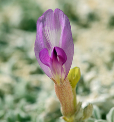 Astragalus argophyllus argophyllus