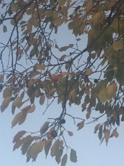 Diospyros virginiana