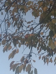 Diospyros virginiana