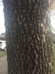 Diospyros virginiana