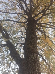 Diospyros virginiana
