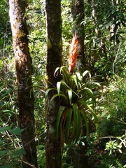 Tillandsia ponderosa