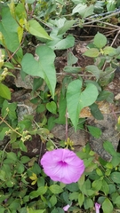 Ipomoea pedicellaris