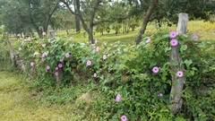 Ipomoea pedicellaris