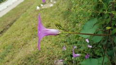 Ipomoea pedicellaris