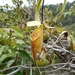 Nepenthes tobaica - Photo (c) Francesco Ricciardi, osa oikeuksista pidätetään (CC BY-NC), lähettänyt Francesco Ricciardi