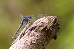 Dasythemis venosa