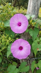 Ipomoea pedicellaris