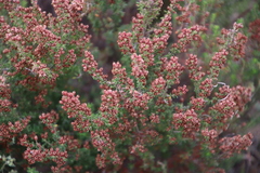 Erica setacea