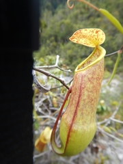 Nepenthes tobaica