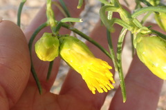 Pteronia flexicaulis