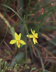 Cyanella lutea lutea