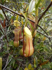 Nepenthes tobaica