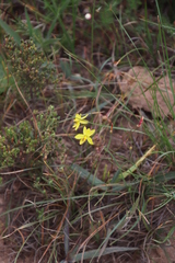 Cyanella lutea lutea