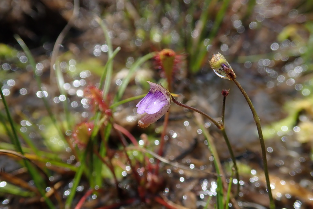 Genlisea hispidula Stapf 3
