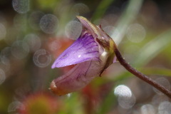 Genlisea hispidula