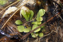Genlisea hispidula