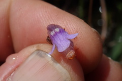 Genlisea hispidula