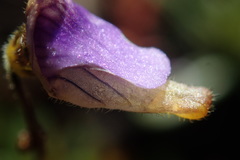 Genlisea hispidula