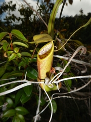 Nepenthes tobaica