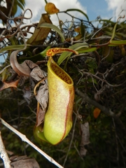 Nepenthes tobaica