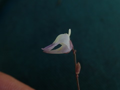 Lesser bladderwort (Utricularia minor)