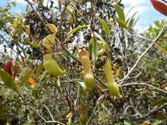 Nepenthes tobaica